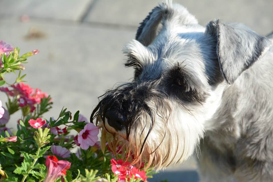 Best Organic Raw Dog Food for Miniature Schnauzers in UK