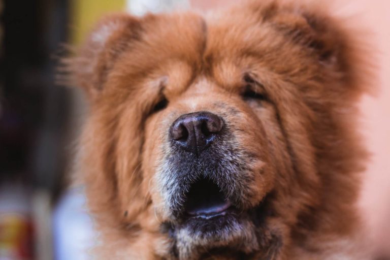 Best dog food for chow chow hotsell