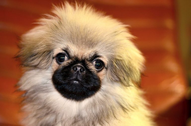 pekingese sensitive stomach