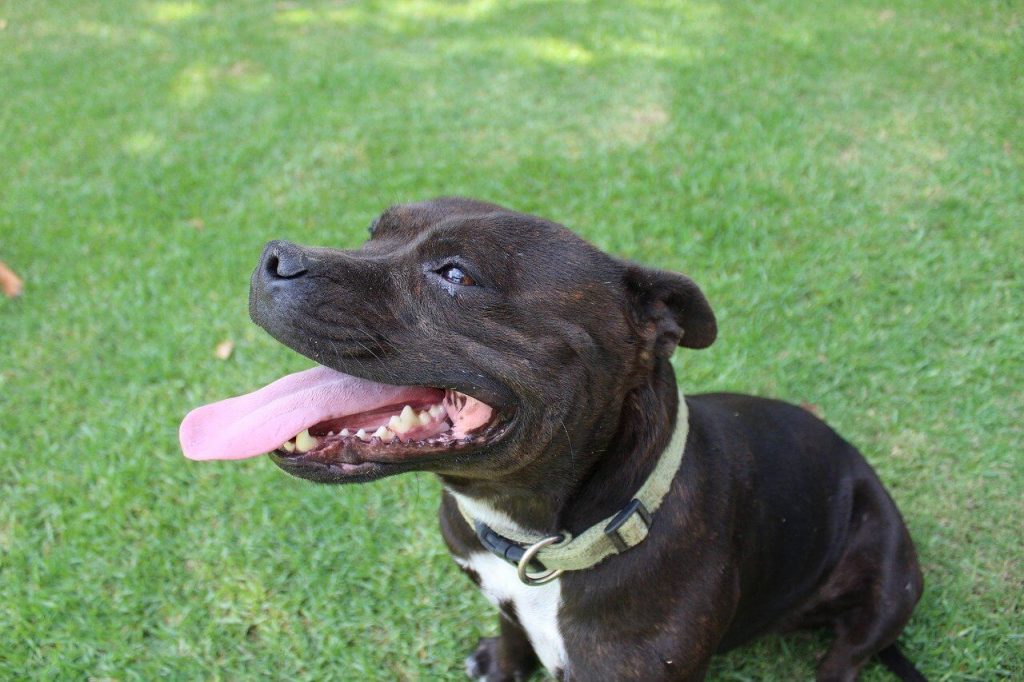Best Organic Raw Dog Food for Staffordshire Bull Terriers in UK