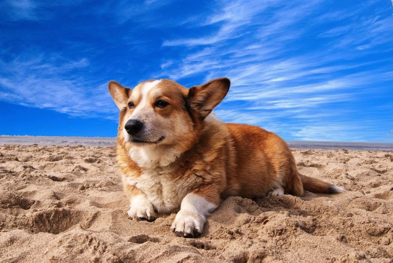 Best Organic Raw Dog Food for Cardigan Welsh Corgis in UK