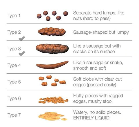 A Full Guide to Dog Poop and the importance of monitoring stool ...