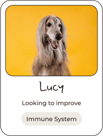 dog-card-3.png