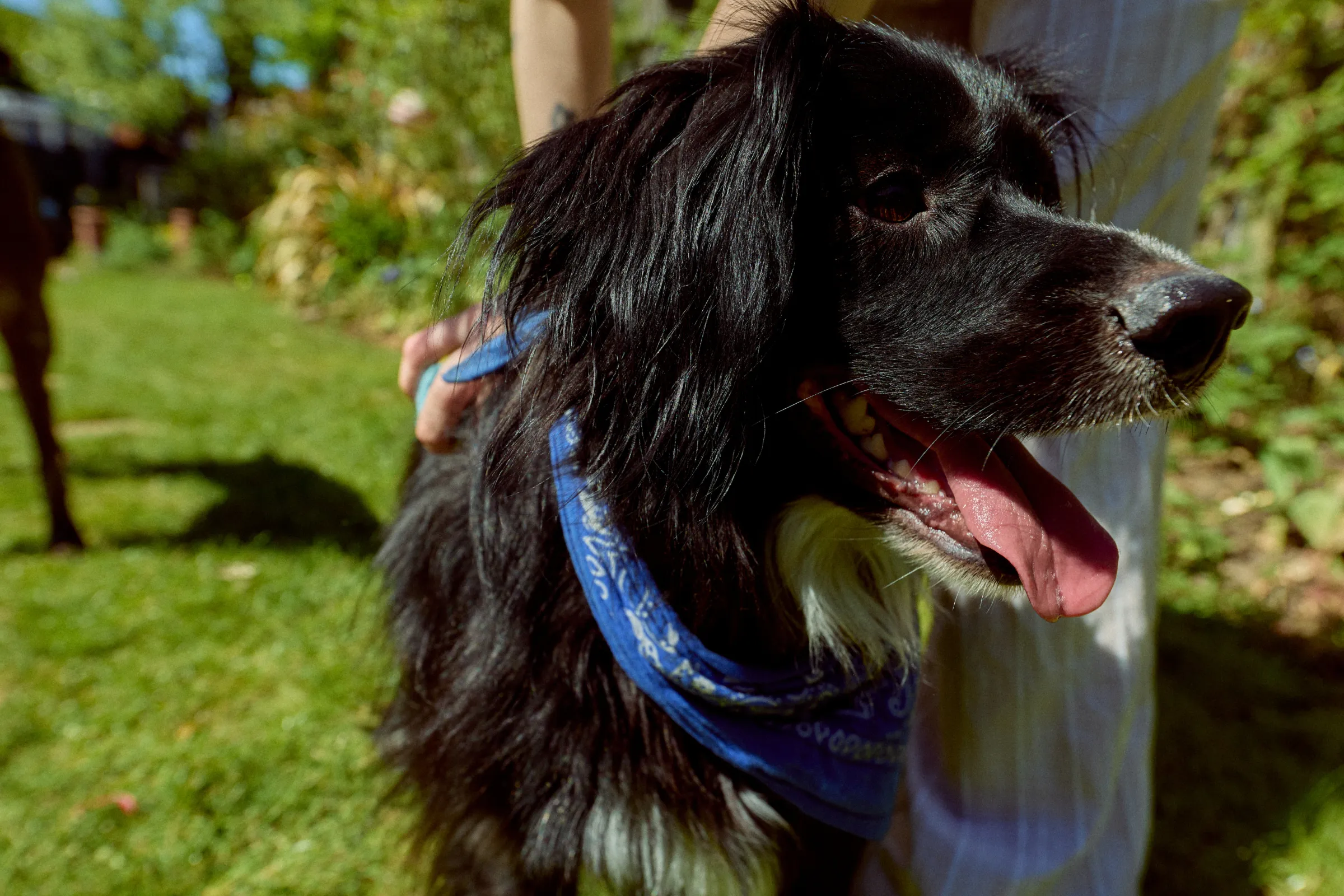 A happy black and white dog outdoors