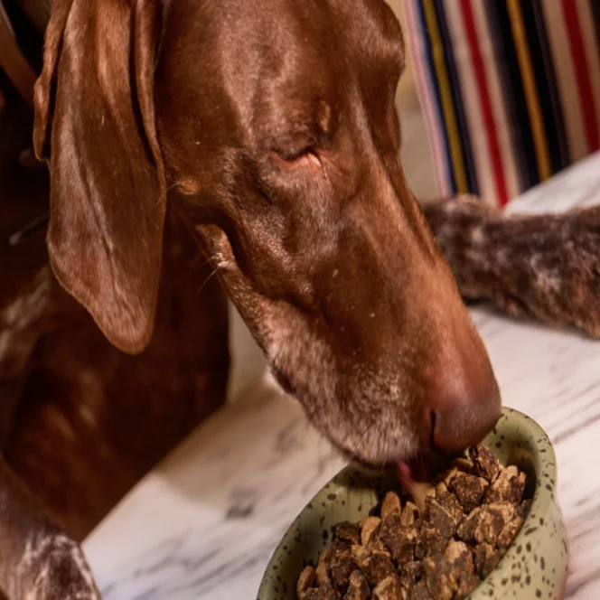 A dog eating from a speckled bowl