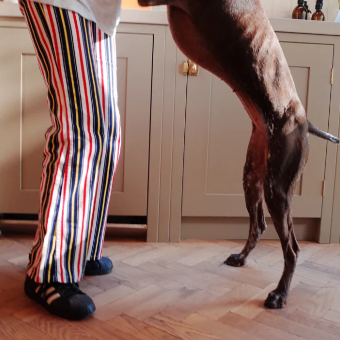 A dog jumping up excitedly in a kitchen