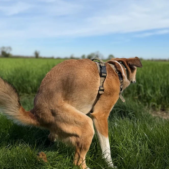 A dog in a field