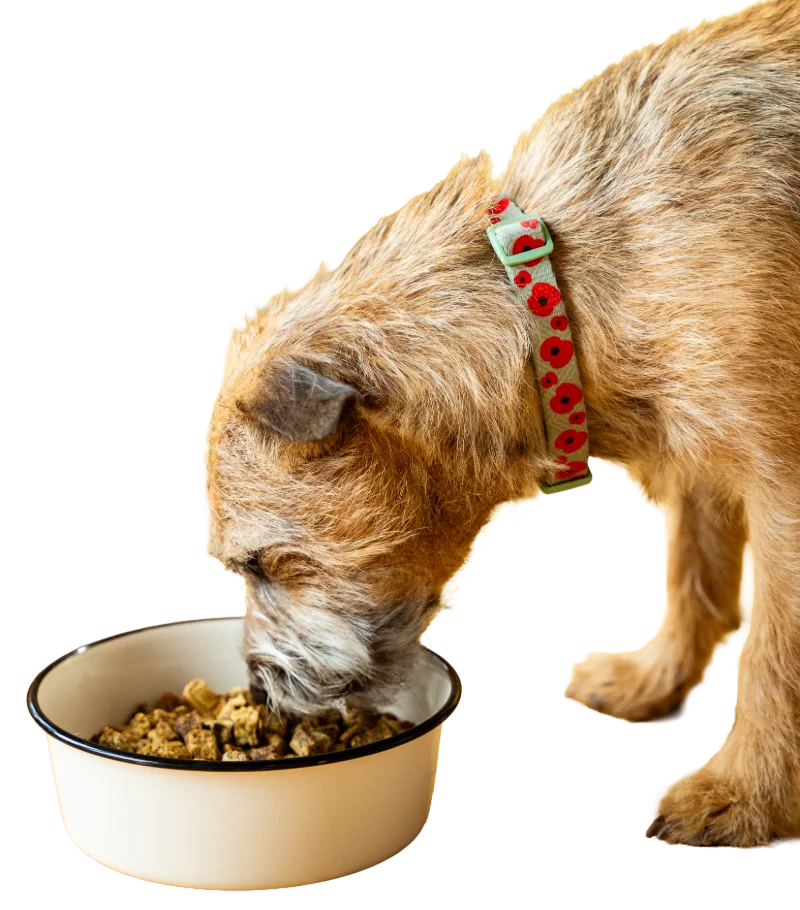 A scruffy terrier eating from an enamel bowl