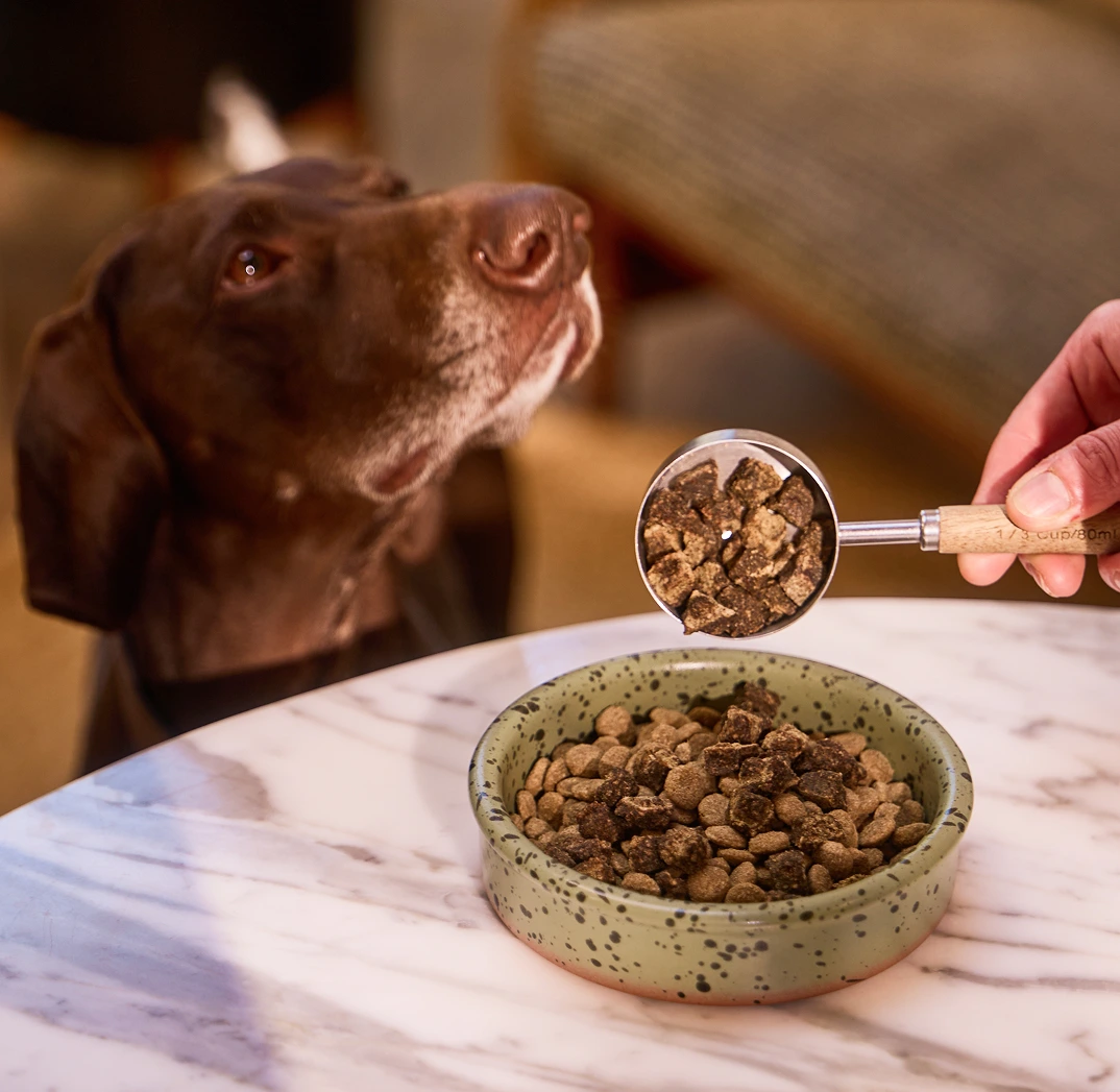 Dog watching a scoop of Rocketo poured into a bowl