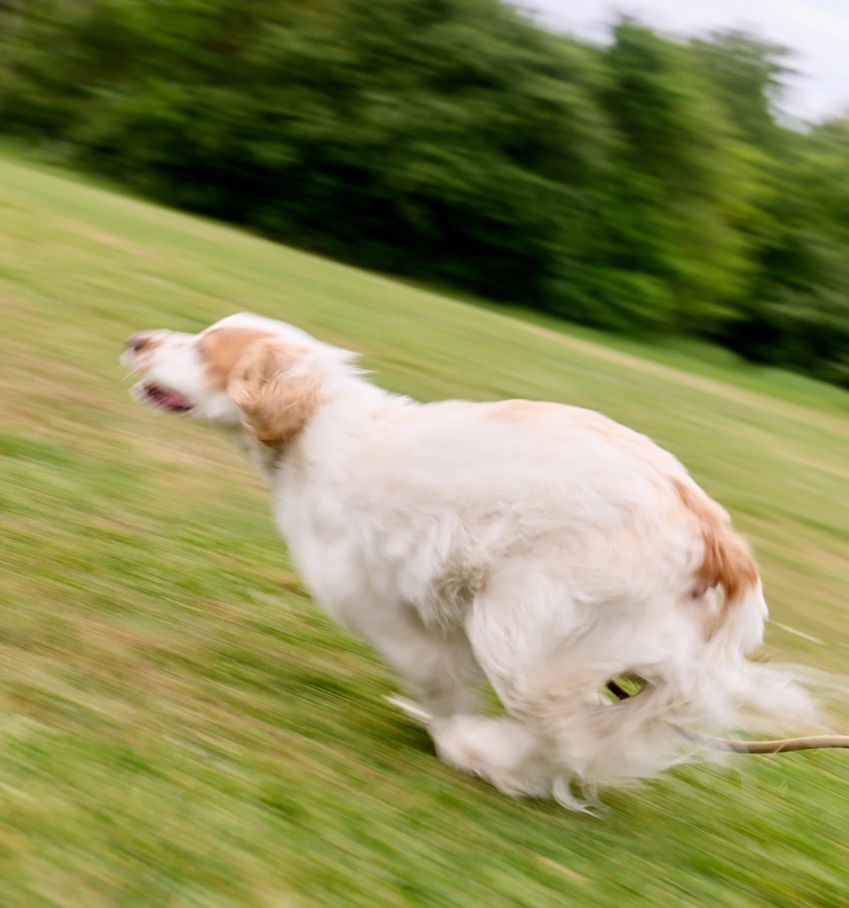 Spaniel running across a field